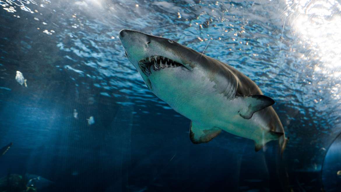 Attacking Sharks: Choosing the Best Bait for Fishing Sharks