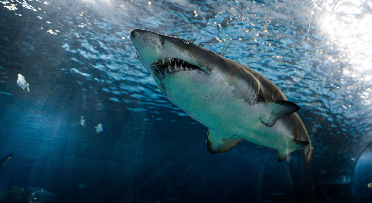 Attacking Sharks: Choosing the Best Bait for Fishing Sharks