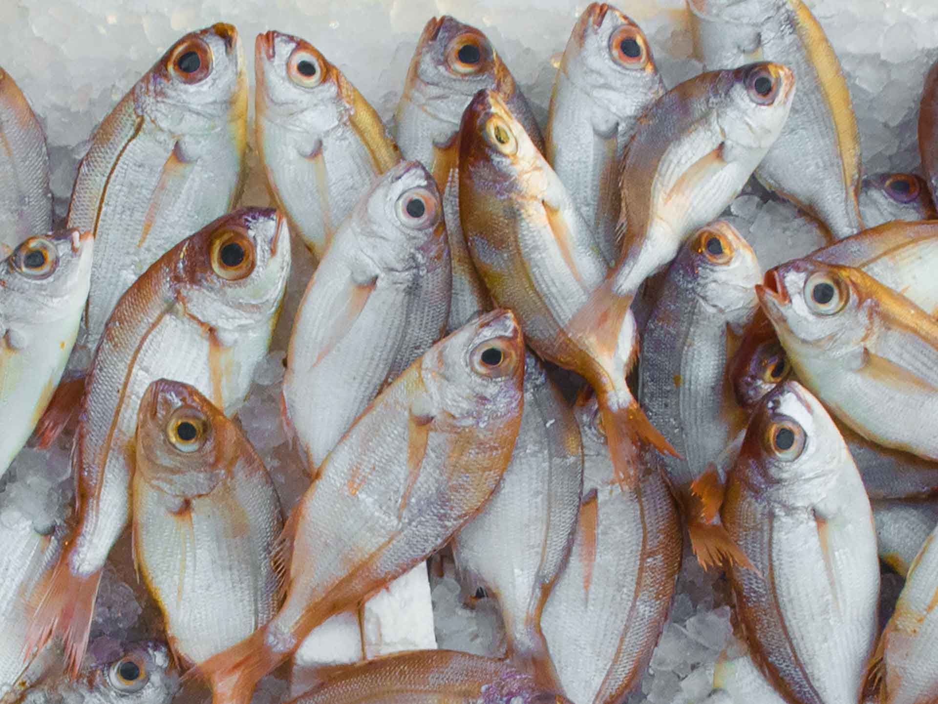 https://catsportfishing.com/wp-content/uploads/2022/05/How-to-Make-Fish-Bait-Image-3.jpg